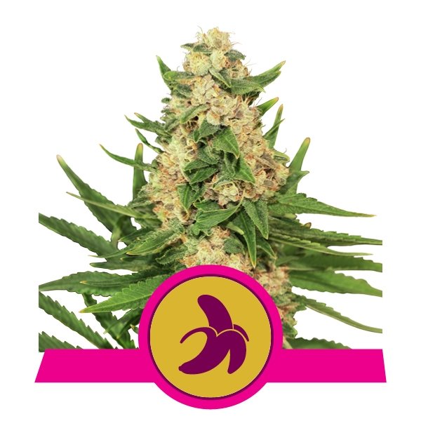 Royal Queen Seeds Fat Banana feminisiert