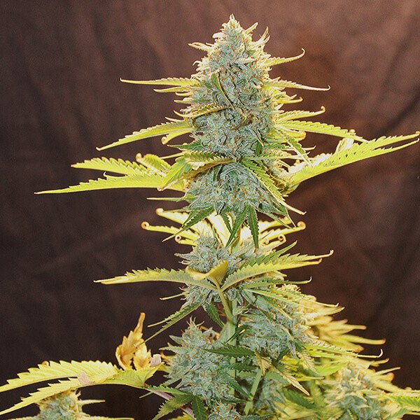 Royal Queen Seeds Fat Banana Automatic