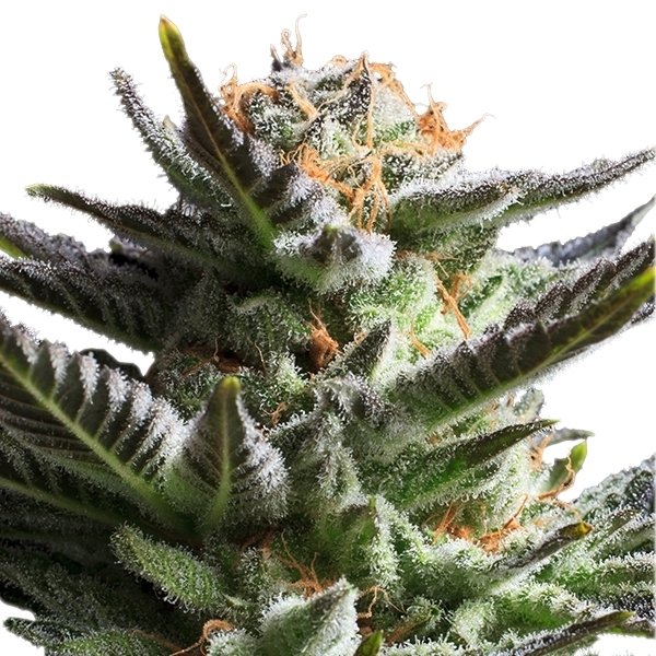 Royal Queen Seeds Fruit Spirit feminisiert