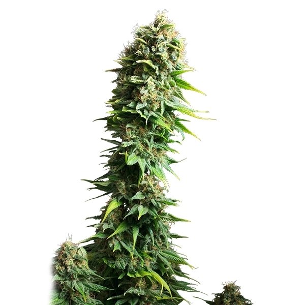 Royal Queen Seeds Fruit Spirit feminisiert