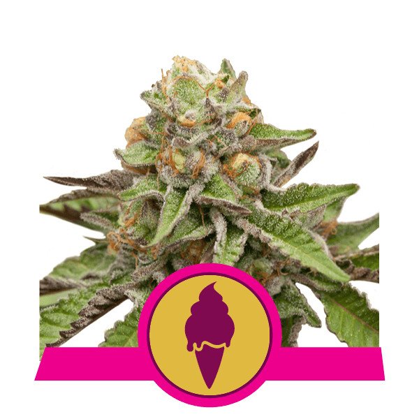 Royal Queen Seeds Green Gelato feminisiert