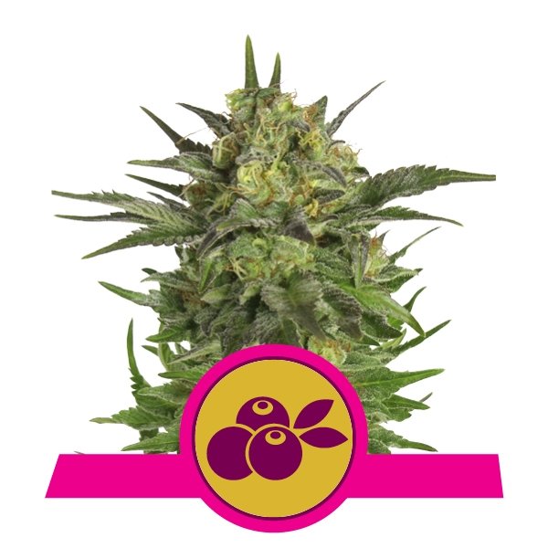 Royal Queen Seeds Haze Berry feminisiert