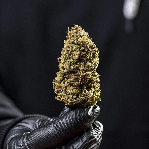 Royal Queen Seeds Haze Berry Auto