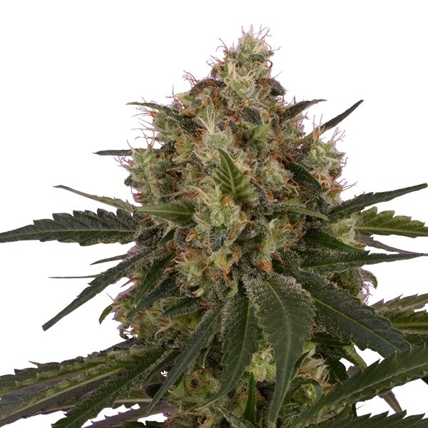 Royal Queen Seeds Ice feminisiert