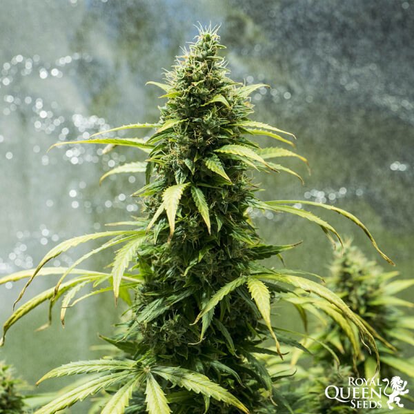 Royal Queen Seeds Royal Jack Automatic