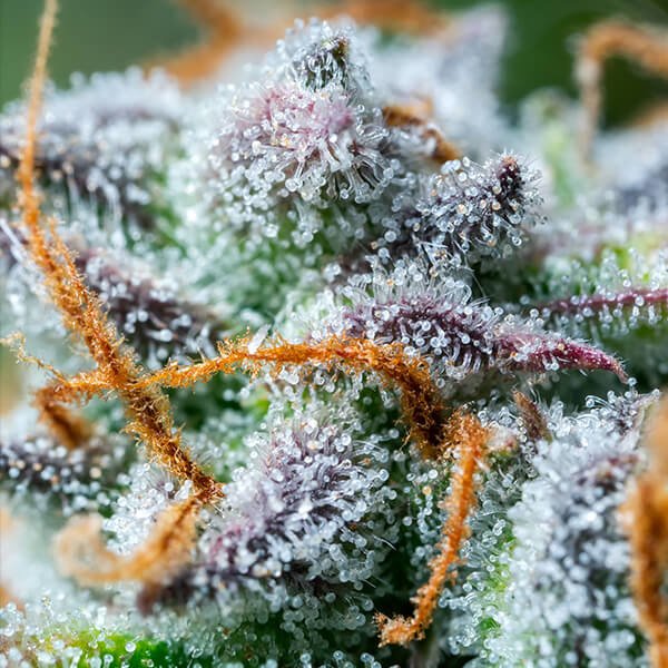 Royal Queen Seeds Northern Light Automatic