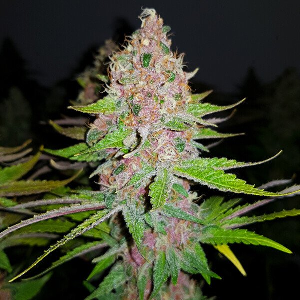 Royal Queen Seeds Purple Queen feminisiert