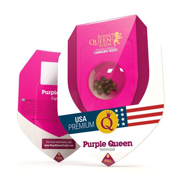 Royal Queen Seeds Purple Queen feminisiert