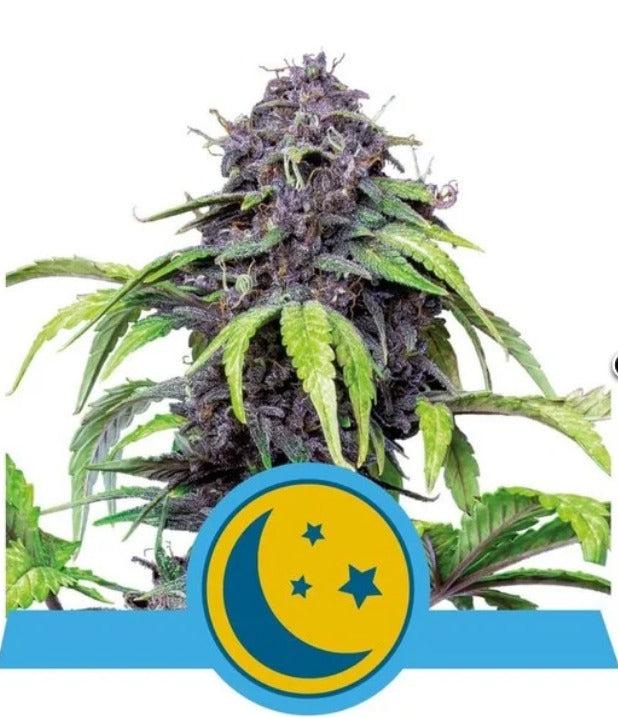 Royal Queen Seeds Purplematic Auto
