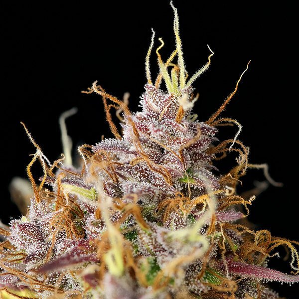 Royal Queen Seeds Purple Queen Automatic