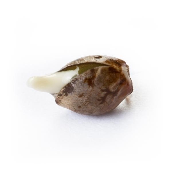 Royal Queen Seeds Royal AK Automatic Feminisierte Autoflower