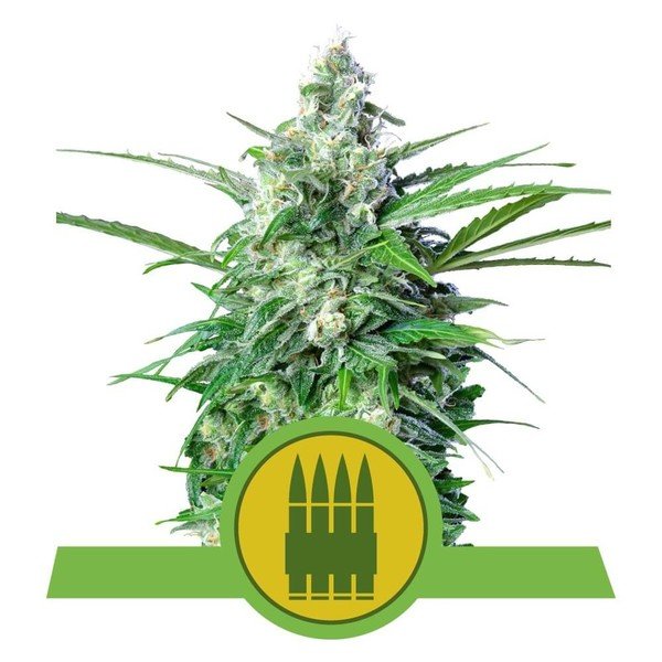 Royal Queen Seeds Royal AK Automatic Feminisierte Autoflower