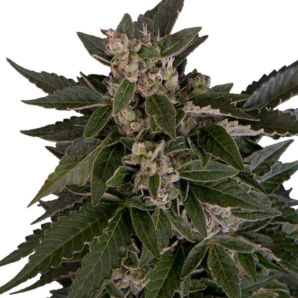 Royal Queen Seeds Royal Critical Automatic