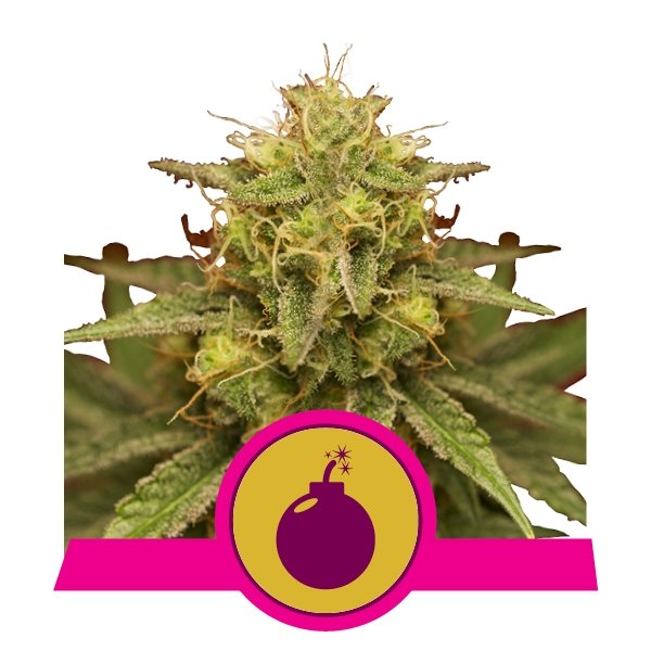 Royal Queen Seeds Royal Domina feminisiert