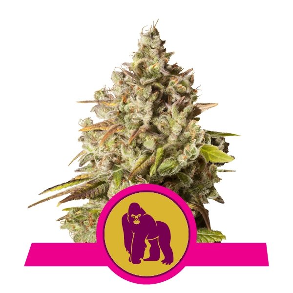 Royal Queen Seeds Royal Gorilla feminisiert