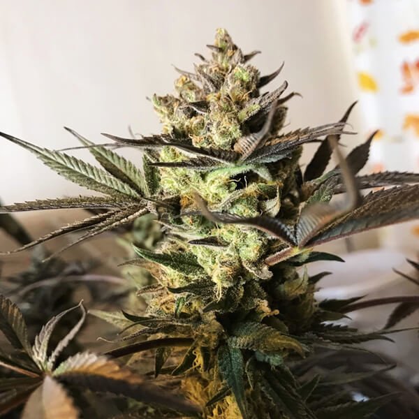 Royal Queen Seeds Royal Highness feminisiert