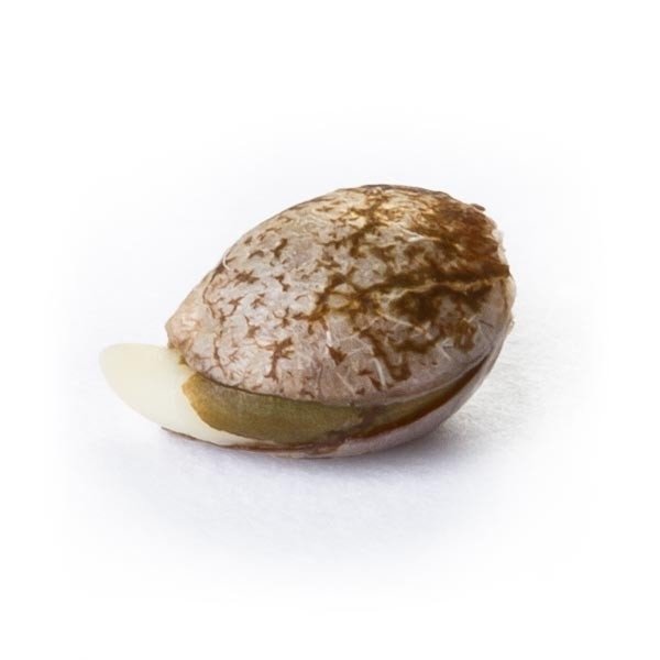 Royal Queen Seeds Royal Haze Automatic