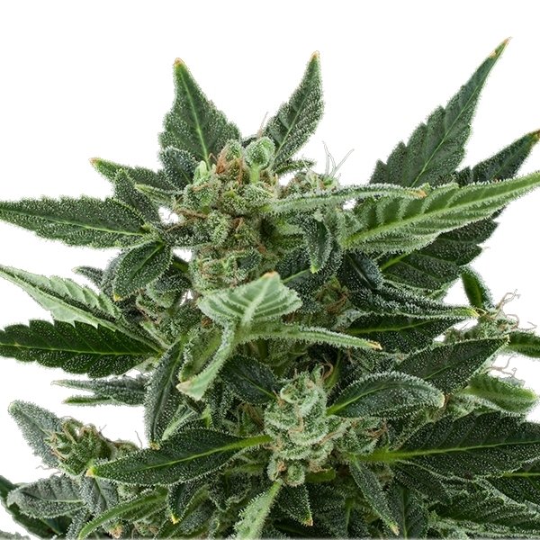 Royal Queen Seeds Royal Kush Automatic