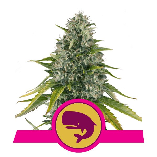 Royal Queen Seeds Royal Moby feminisiert