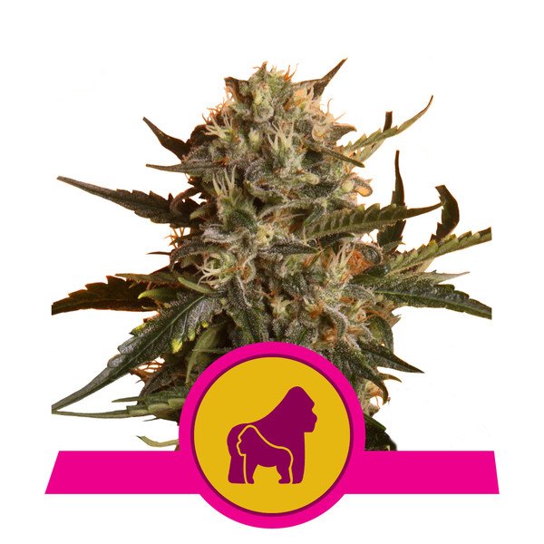 Royal Queen Seeds Mother Gorilla Feminisiert