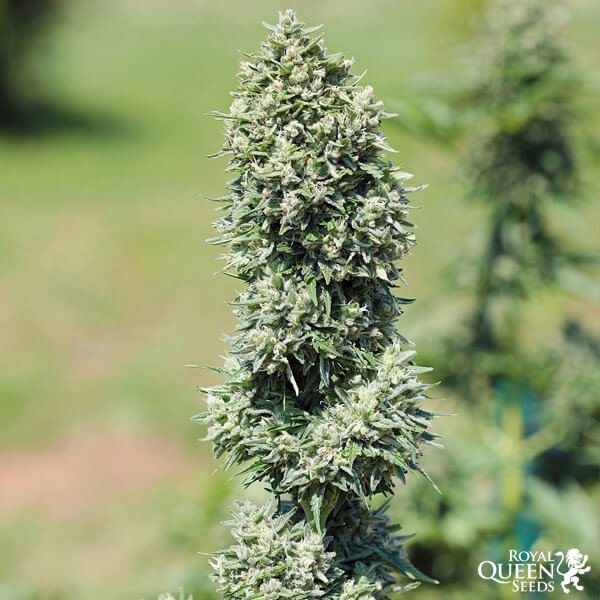 Royal Queen Seeds Royal Cookies Automatic