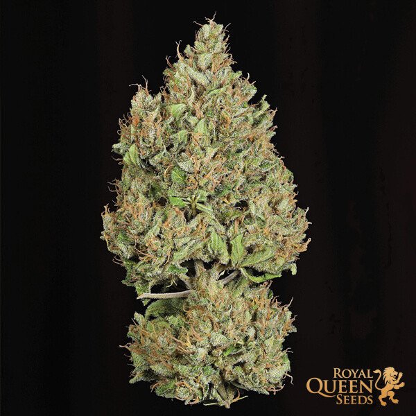 Royal Queen Seeds Royal Cookies Automatic