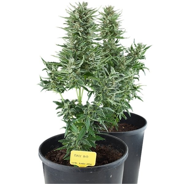 Royal Queen Seeds Easy Bud Auto