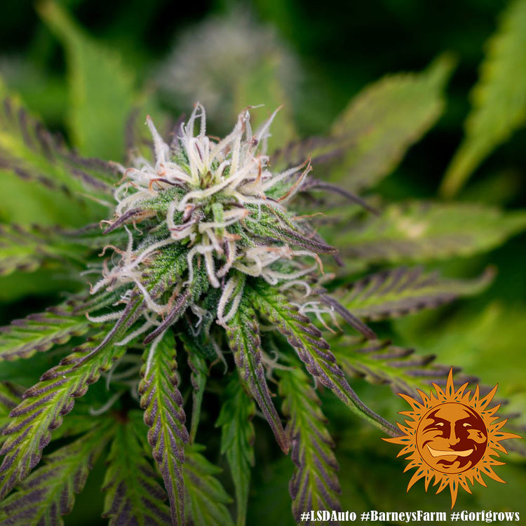 Barney's Farm LSD Auto