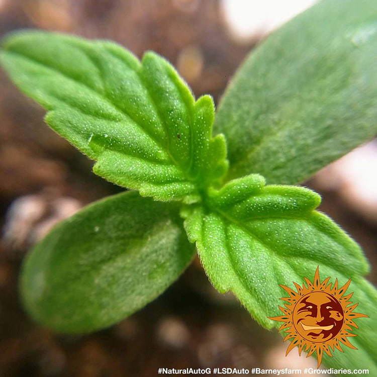 Barney's Farm LSD Auto