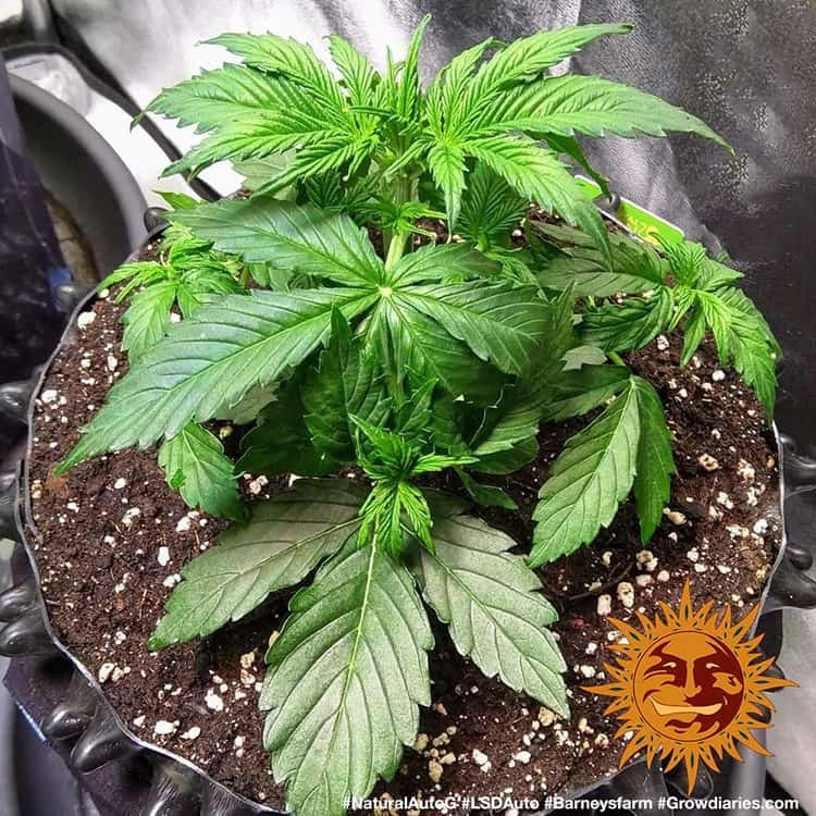 Barney's Farm LSD Auto