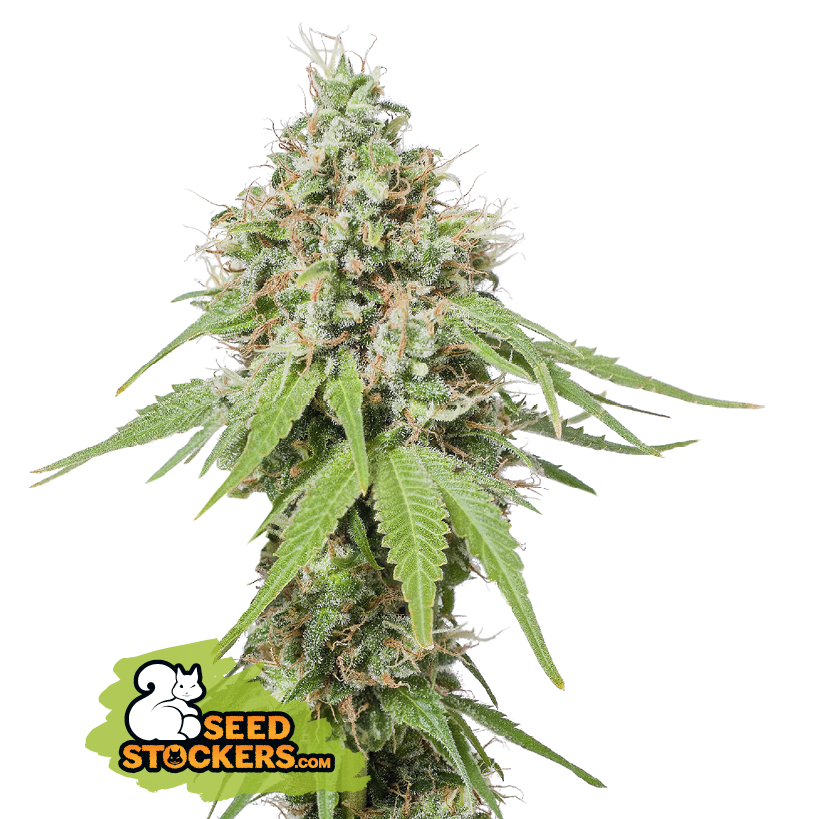 Seedstockers AK420 Feminisiert