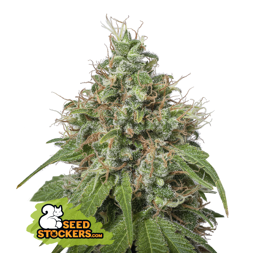 Seedstockers Amnesia feminisiert