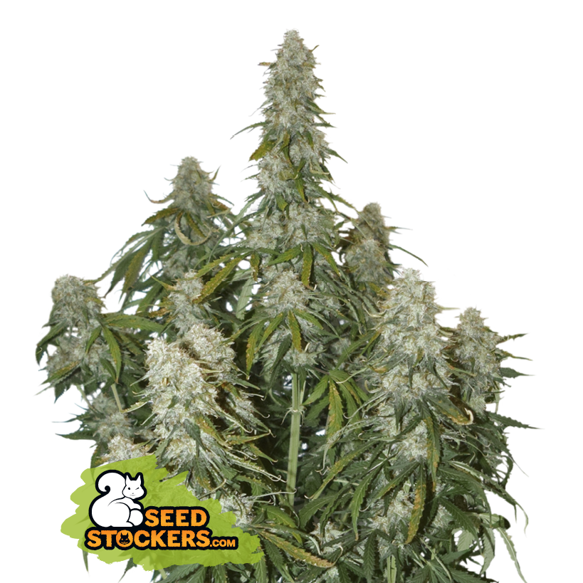 Seedstockers Big Bud Auto