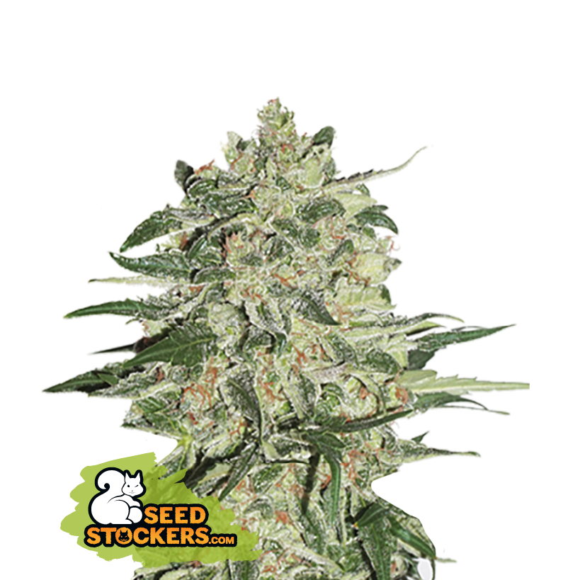 Seedstockers Big Bud feminisiert