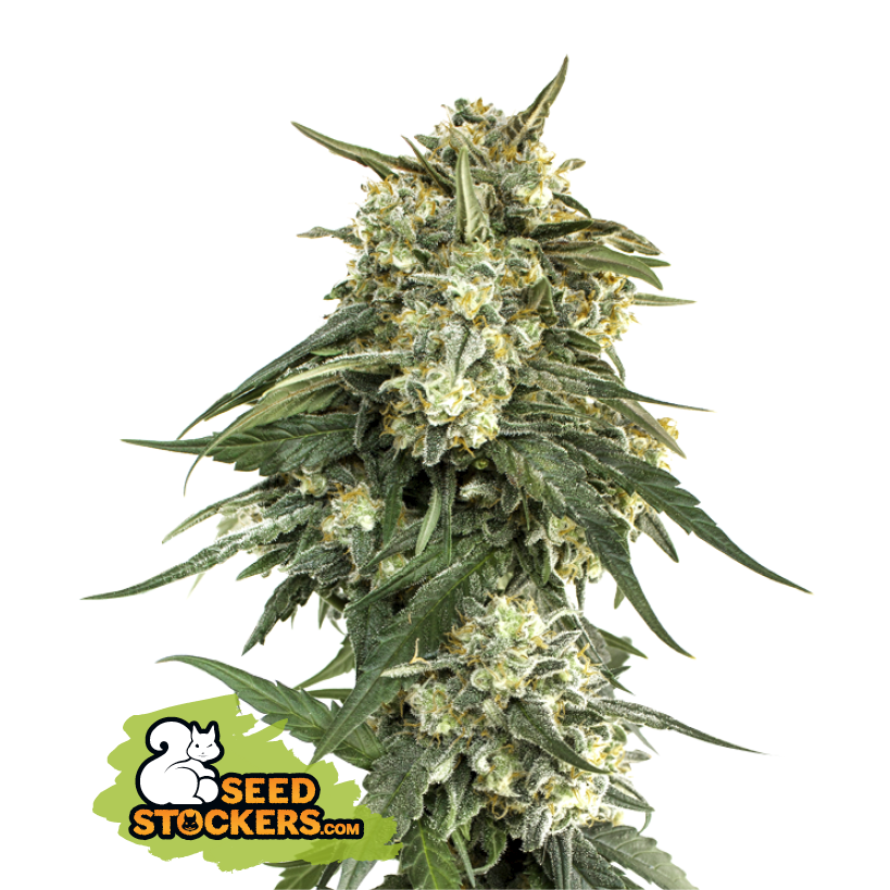 Seedstockers BCN Critical XXL Fast Large Pack Feminisiert