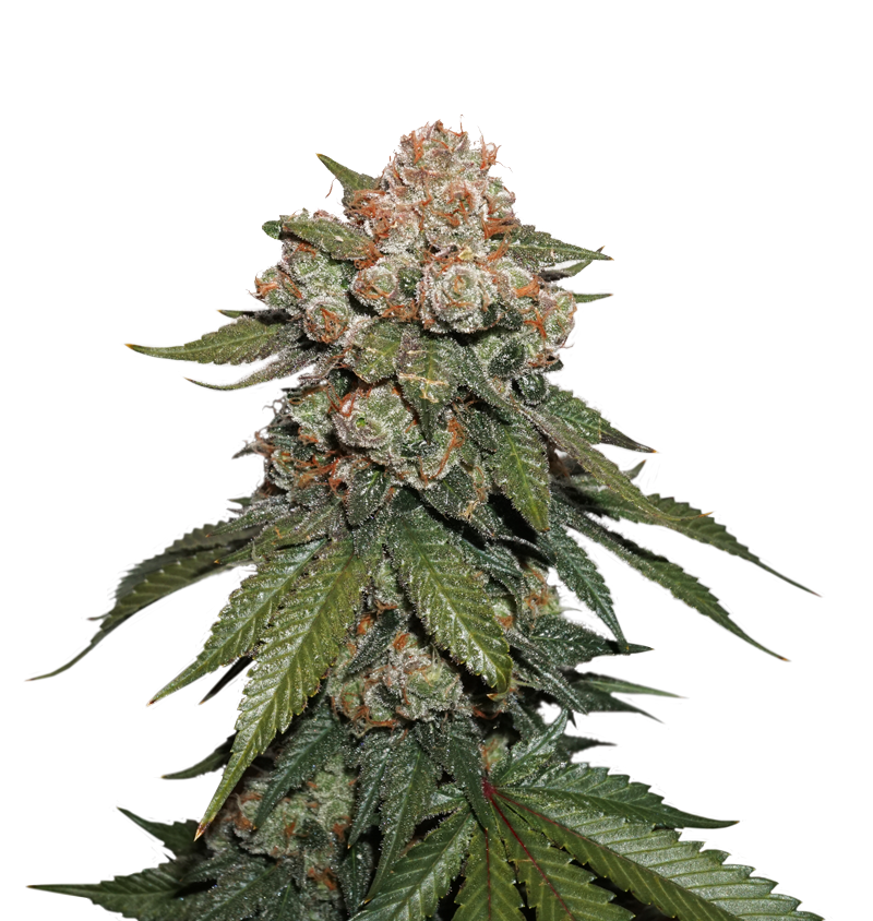 Seedstockers Maple Sherbet x Pre´89 Skunk Feminisiert