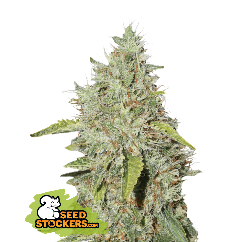 Seedstockers Northern Lights feminisiert