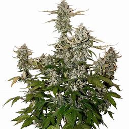 Seedstockers OG Candy Dawg Kush Auto