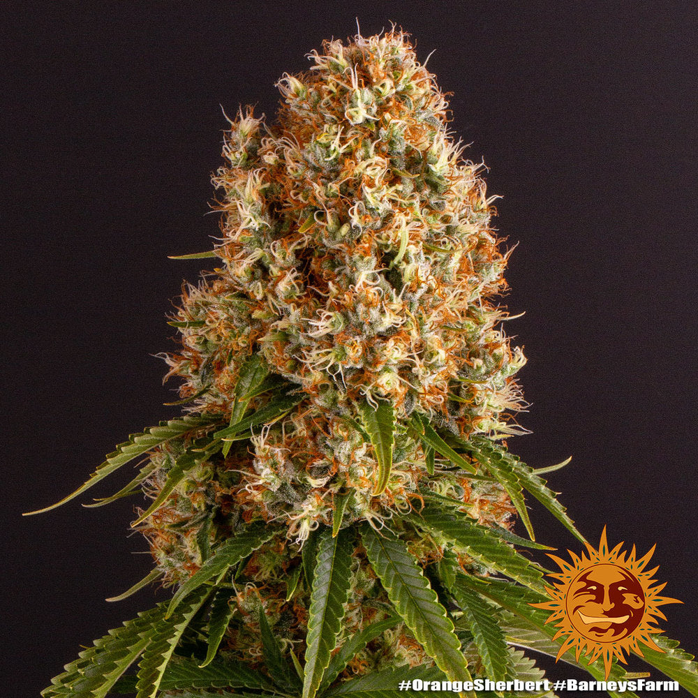 Barney's Farm Orange Sherbert Feminisiert