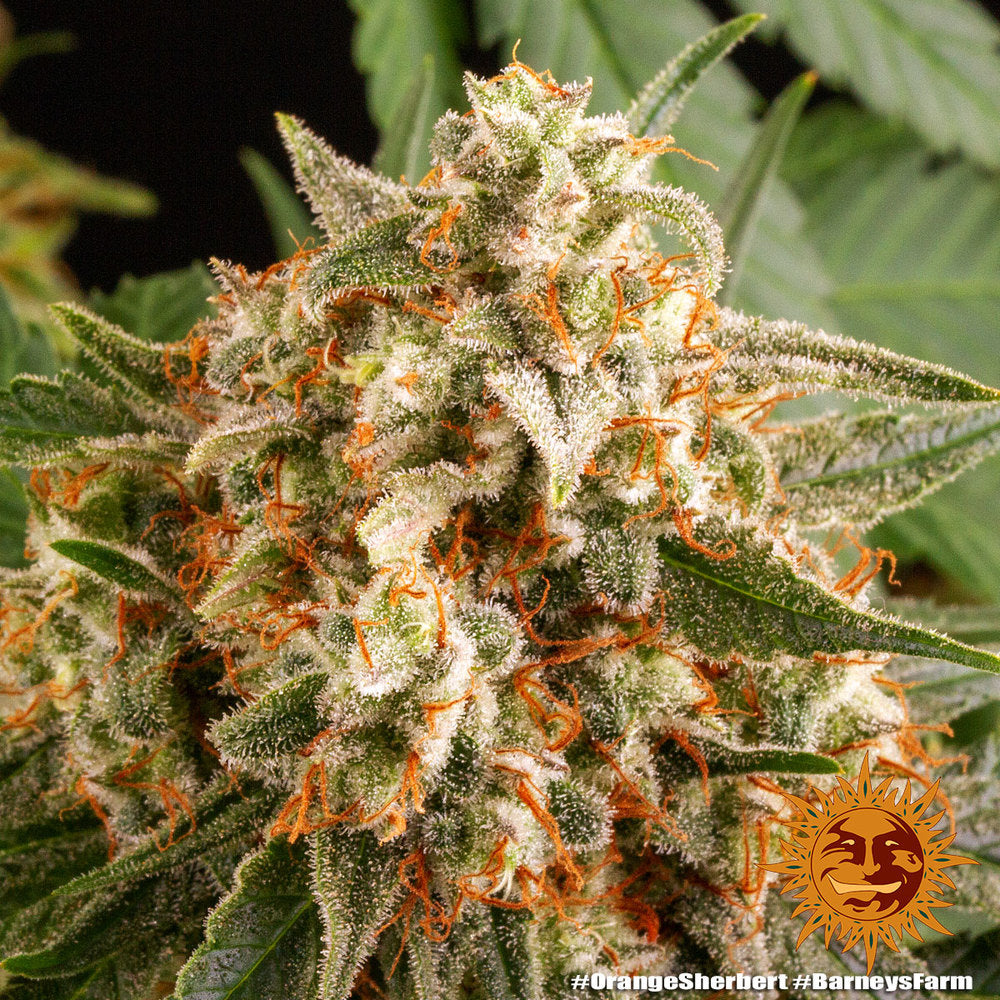 Barney's Farm Orange Sherbert Feminisiert