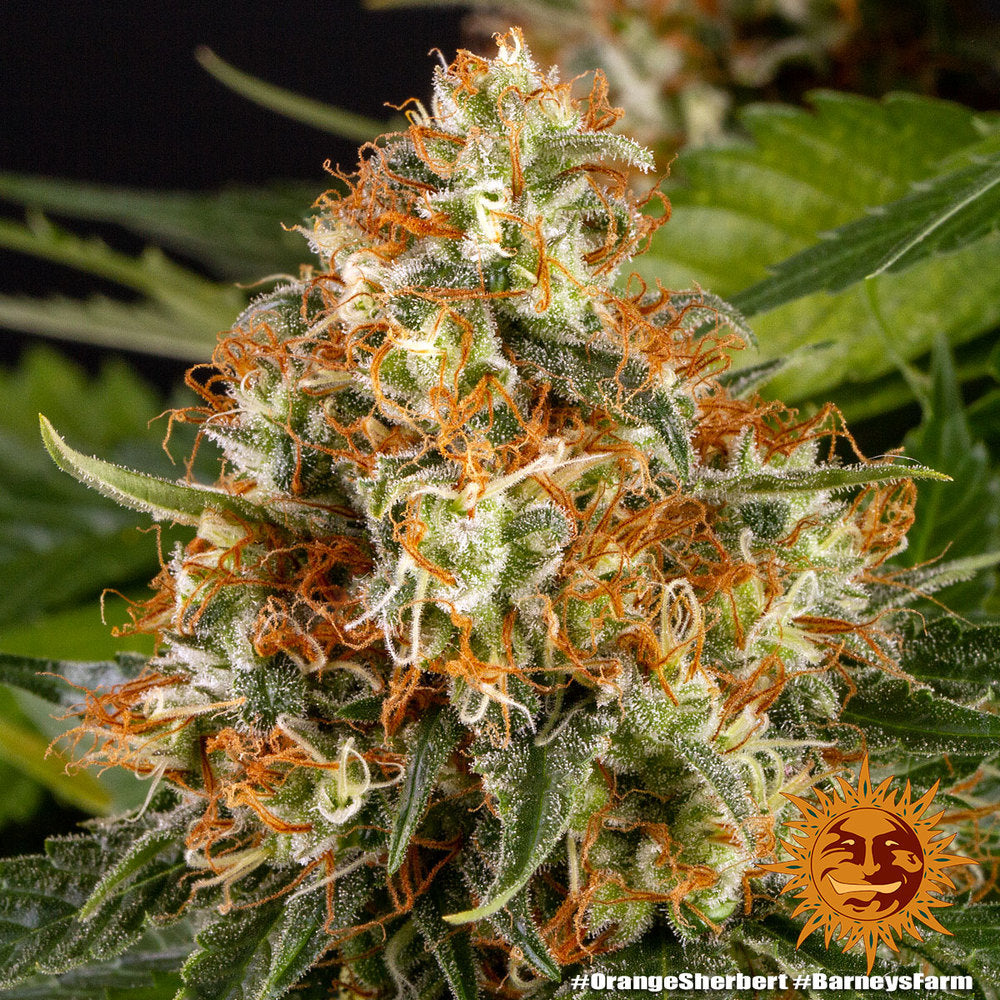 Barney's Farm Orange Sherbert Feminisiert