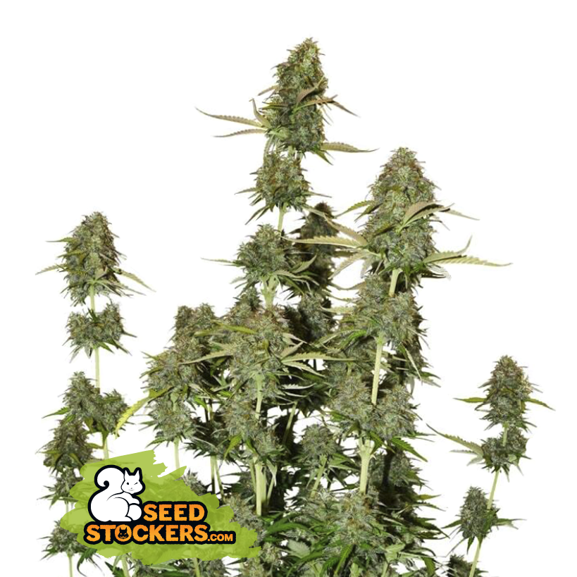 Seedstockers BCN Power Plant Auto