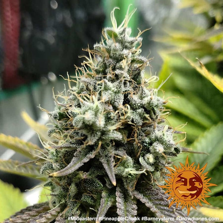 Barney's Farm Pineapple Chunk Feminisiert