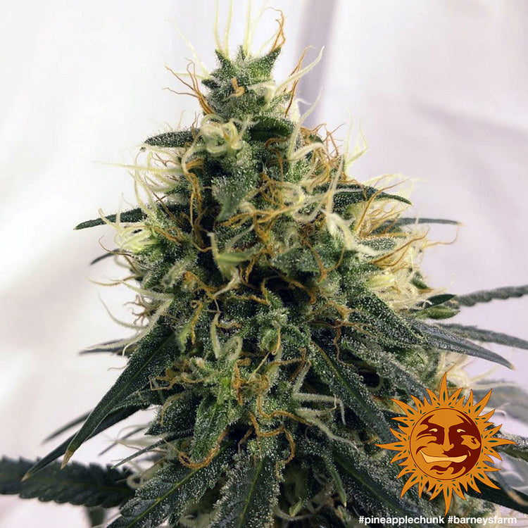 Barney's Farm Pineapple Chunk Feminisiert