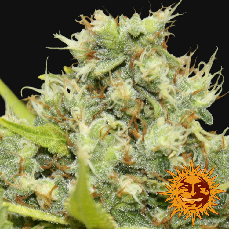 Barney's Farm Pineapple Chunk Feminisiert