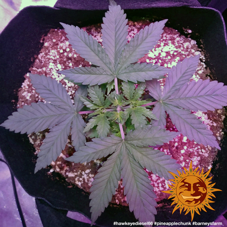 Barney's Farm Pineapple Chunk Feminisiert