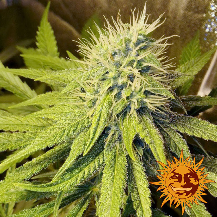 Barney's Farm Pineapple Chunk Feminisiert