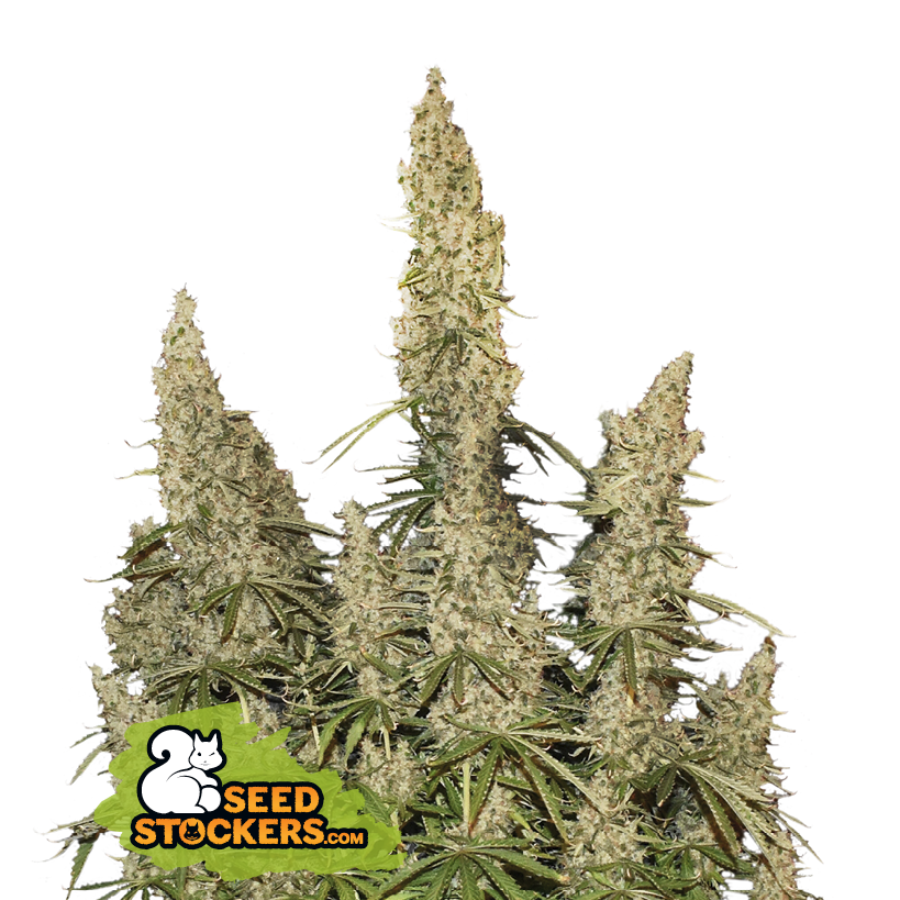 Seedstockers White Widow Auto Big Pack Feminisierte Autoflower