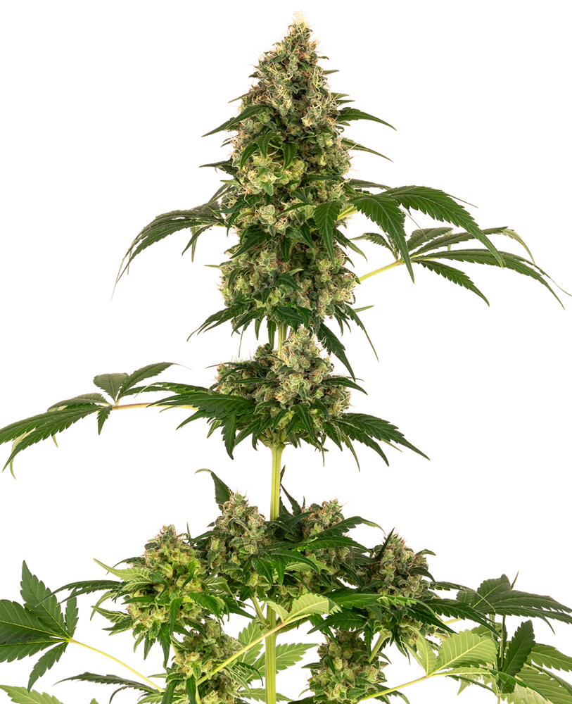 Sensi Seeds Sensi #11 (Blueberry x Afghani x Silver Haze) feminisiert