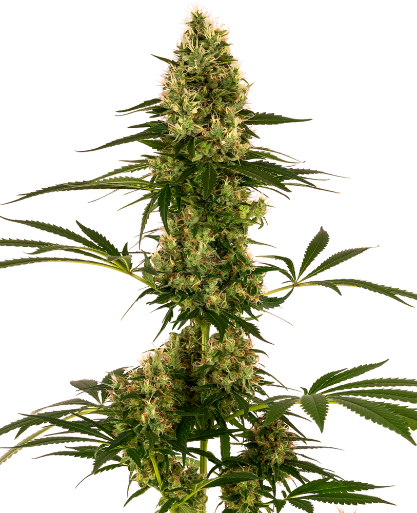 Sensi Seeds Sensi #119 (Blueberry x Skunk #1 Auto)
